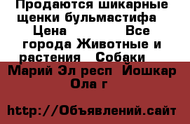 Продаются шикарные щенки бульмастифа › Цена ­ 45 000 - Все города Животные и растения » Собаки   . Марий Эл респ.,Йошкар-Ола г.